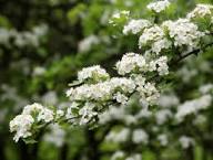 White English Hawthorn Seeds for Planting