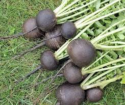 Organic Radish Seeds for Garden Planting