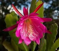 Yellow Epiphyllum Flower Planting Seeds
