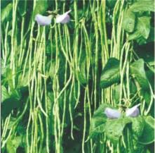 Green Dixie Lee Vegetable Planting Seeds