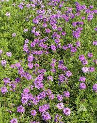 Purple Moss Verbena Seeds for Planting - Stunning Garden Ground Cover Heirloom Non-GMO Seeds