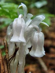 Monotropa Uniflora Seeds - Planting the Enigmatic Indian Pipe Flower