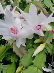 Zygocactus Schlumbergera Seeds - Seed for Thriving Indoor Cacti Growth