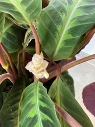 Purple Calathea Warscewiczii Flower Seeds for PlantingHeirloom & NonGMO Seeds Vibrant Colors
Sale