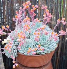 Blue Echeveria Derenbergii Seeds for Planting