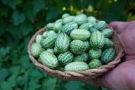 Green Scabra Vegetable Planting Seeds - Grow Fresh Greens