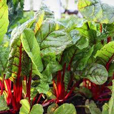 Red Swiss Chard Seeds for Planting - Nutrient-Rich Vegetable