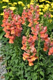 Orange Snapdragon Flower seeds for Planting - Pollinator Friendly, Heirloom & GMO Free Seeds for Home Garden