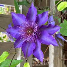 Blue Clematis Flower Seeds Seasonal Bloomer Heirloom & GMO Free Seeds for Home Garden
Sale