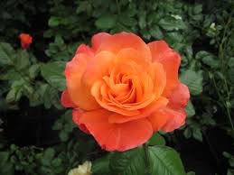 Dark Orange Rose Seeds for Planting Vibrant Garden Blooms