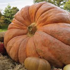 Brown Giant Gourd Vegetable Seeds for Planting
