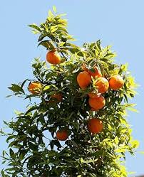 Orange Planting Seeds for Juicy Citrus Fruit - Grow Delicious Oranges