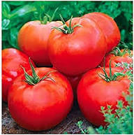 Cosmonaut Volkov Heirloom Tomato Seeds for Spring Planting | Flavorful, Early Harvest