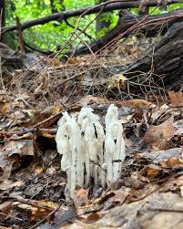 Monotropa Uniflora Seeds - Planting the Enigmatic Indian Pipe Flower