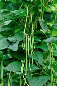 Green Dixie Lee Vegetable Planting Seeds