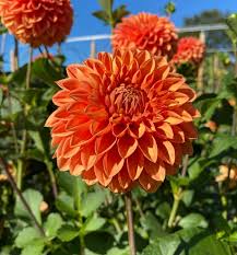 Light Orange Dahlia Flower Seeds for Planting Fragrant Blossoms Heirloom & GMO Free Seeds for Home Garden
Sale
