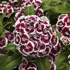 White and Red Dianthus Flower Seeds for Vibrant Garden Displays - Seed for Bright and Colorful Blooms