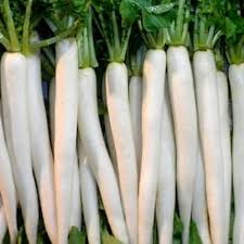 Radish Vegetable Seeds for Planting