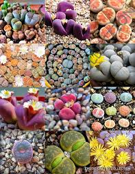 Living Stone Sempervivum Seeds - Mixed Varieties for Planting