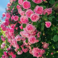Pink Climbing Perennial Rose Flower Seeds for Planting Low Maintenance Heirloom & GMO Free Seeds for Home Garden
Sale