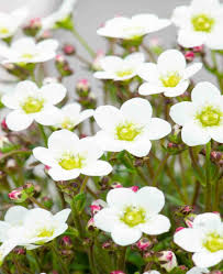 White Blush Saxifraga Flower seeds for Planting - Seasonal Bloomer, Heirloom & GMO Free Seeds for Home Garden
