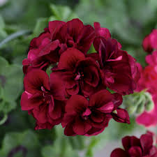 Maroon Red Pelargonium Peltatum Flower Seeds for Planting Premium Quality Heirloom & GMO Free Seeds for Home Garden
Sale