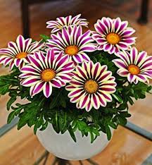 White Purple Gazania Seeds for Planting Vibrant Annual Flower Seeds