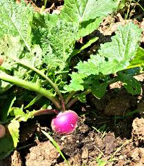 Seventop Turnip Planting Seeds - Seed for Abundant Harvest and Fast-Growing Vegetables, Ideal for Home Gardens and Farms
