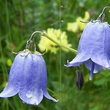 Blue Bell Orchid Flower Seeds for Planting – Heirloom NonGMO Fragrant Organic Garden Seeds with High Germination
Sale