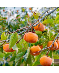 Persimmon Seeds for Planting - Grow Delicious Fruit Trees