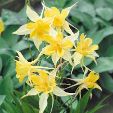 Akelei Yellow Flower Seeds for Planting , Premium Quality Seeds