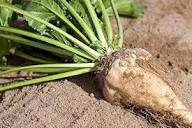 Cream Sugar Beet Seeds for Home Garden Planting