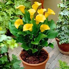 Yellow Calla Lily Seeds Zantedeschia for Planting in Flower Bed & Garden