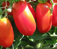 Linguisa Tomato Seeds for Planting - Heirloom Vegetable Variety