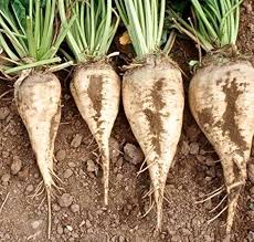 Cream Sugar Beet Seeds for Home Garden Planting