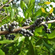 Green Myrtle Myrica Cerifera Seeds for Planting Grow Beautiful Landscapes