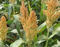 Planting White Sorghum Seed for Thriving Growth in Your Garden