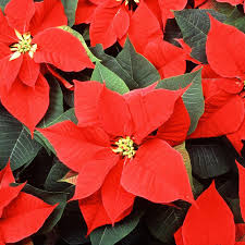 Red Poinsettia Flower Seeds for Planting Hardy Variety Heirloom & GMO Free Seeds for Home Garden
Sale