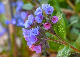 Blue Pulmonaria Lungwort Seeds for Planting