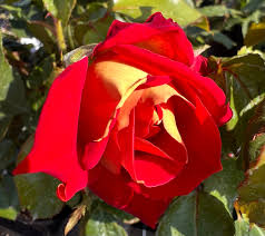 Red Rainbow Potted Rose Flower Seeds for Planting NonGMO Heirloom Easy to Grow Garden Blooms
Sale