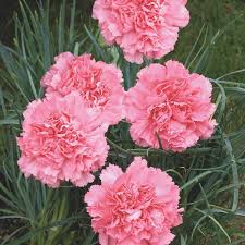 Pink Dianthus Caryophyllus Flower Seeds for Planting Drought Tolerant Heirloom & GMO Free Seeds for Home Garden
Sale