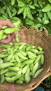 Cyclanthera Pedata Seeds - Ideal for Vegetable Planting