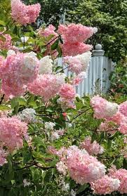Vainilla Hortensia Flower Seeds for Planting: Cultivate Elegance in Your Garden
