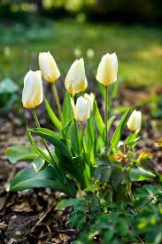 Yellow White Tulip Flower Seeds for Planting