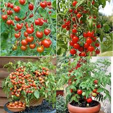 Red Vegetable Tomato Seeds for Planting