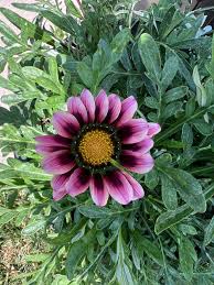Light Violet Gazania Flower Seeds for Planting Garden Favorite Heirloom & GMO Free Seeds for Home Garden
Sale