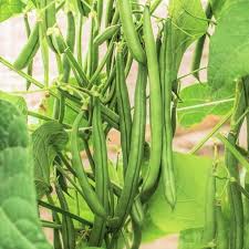 Green Appaloosa Bean Vegetable Seeds for Planting