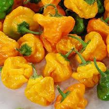 MOA Yellow Scotch Bonnet Pepper Seeds for Planting