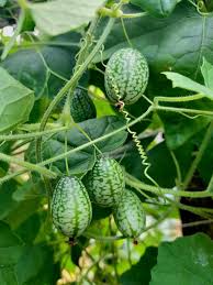 Cucumber Vegetable Seeds Planting Instructions