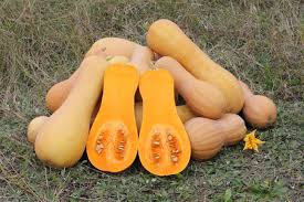 Yellow Butternut Vegetable Seeds Planting